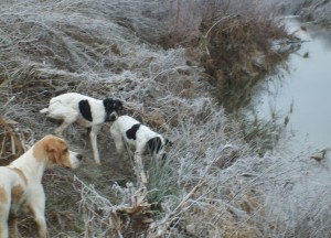 Pointer 4