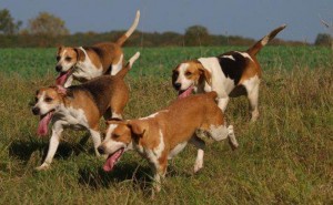 stourvalleybeagle.org.com