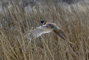 foto Matt Knoth