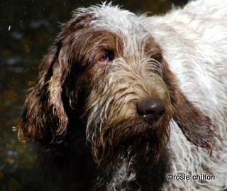 Spinone 2