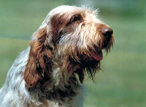 Spinone 3