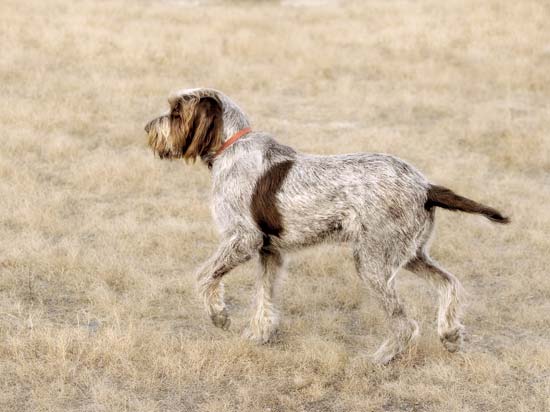 Spinone 5