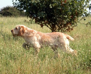 Spinone 6