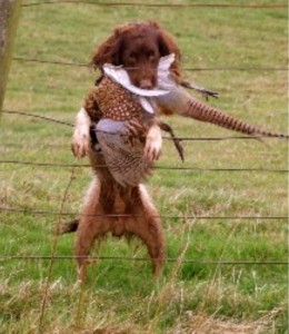 Springer 4
