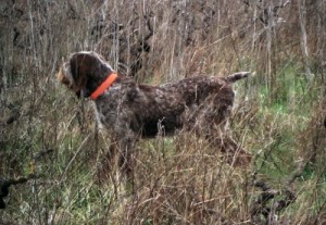 spinone