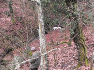 CANI E CACCIA (30)