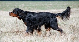 gordonsetter.de