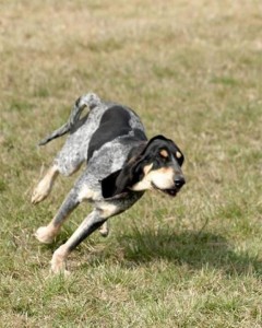 petit_blue_de_gascongne_4