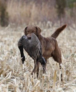  gundogbreeders.com