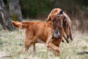 retrieverman.net