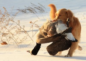 gundogforum.com