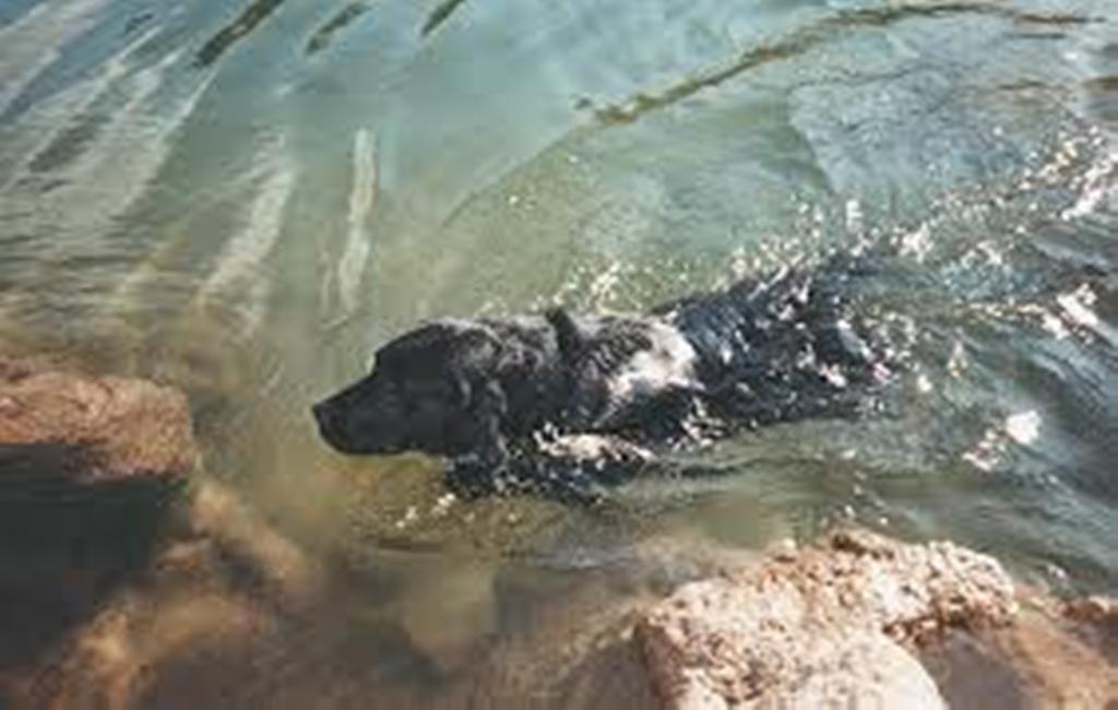 labrador 3