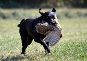 working-retriever.hu