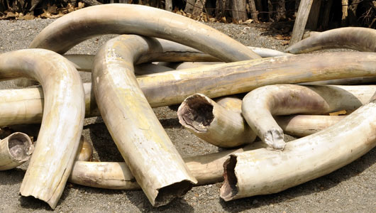 Ivory-Tusks