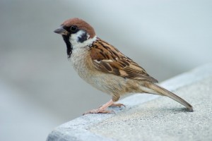 Tree_Sparrow_Japan_Flip