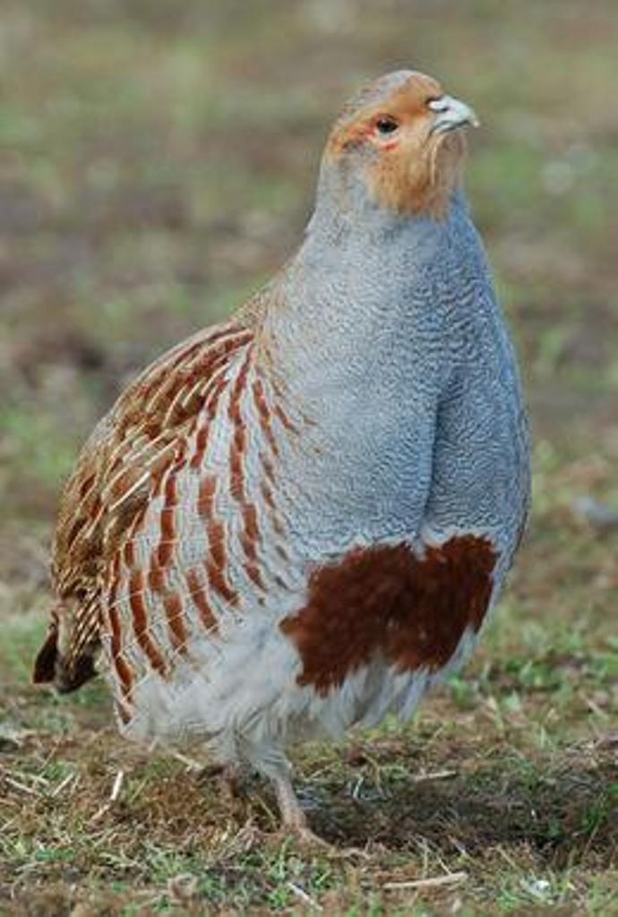 S8