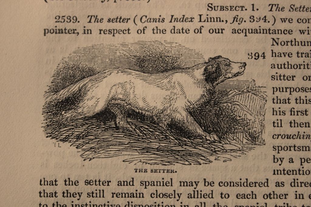 il setter inglese inizia ad acquistare quella che sarà la sua morfologia definitiva, come si vede in questo inchiostro pubblicato sull' “Encyclopaedia of Rural Sports” di Delabere Blaine, edita nel 1850. Tuttavia, elementi come collo e testa, ancora riconducono al primigenio sangue spaniel