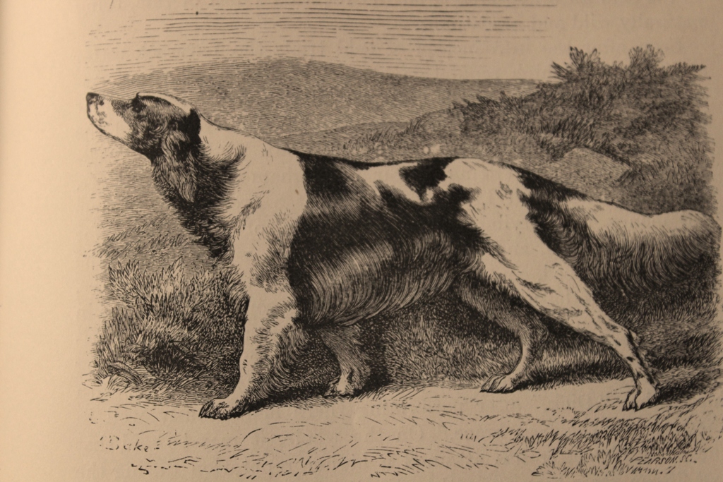 il setter inglese, in una stampa da incisione su acciaio pubblicata nel volume “The Dog”, di Stonehenge, nel 1898
