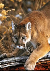 puma 4