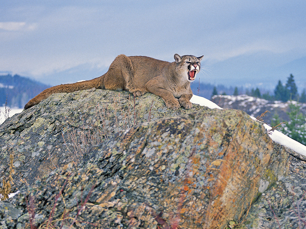 puma 6