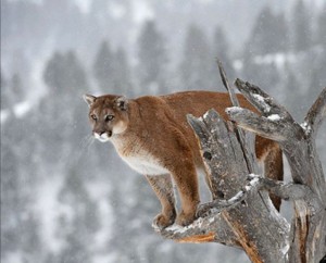 puma 7