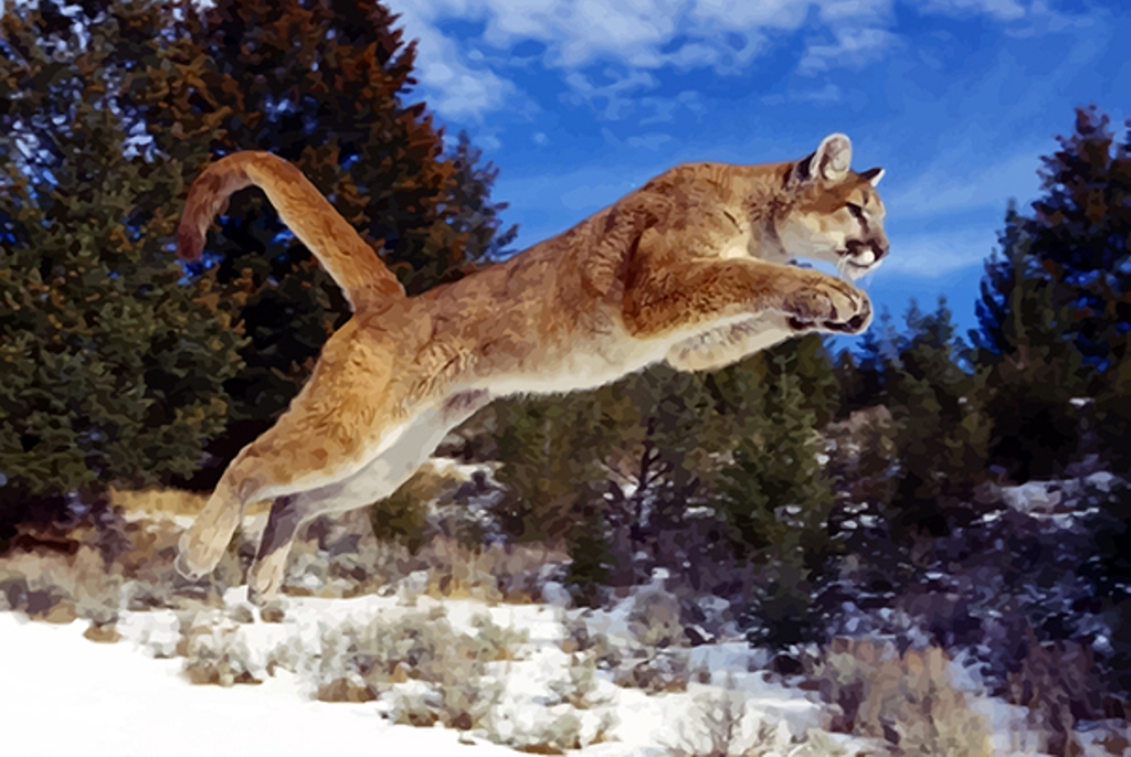 puma