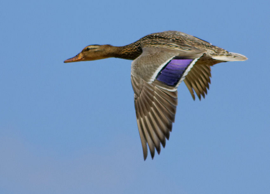 mallard