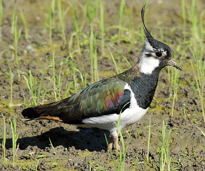 pavoncella