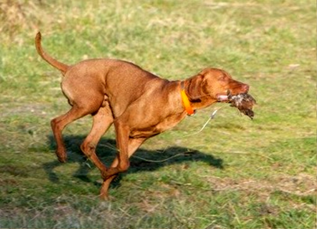 Cane10