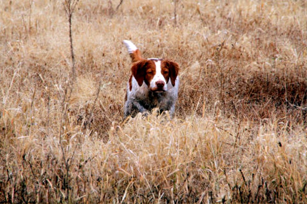Cane11