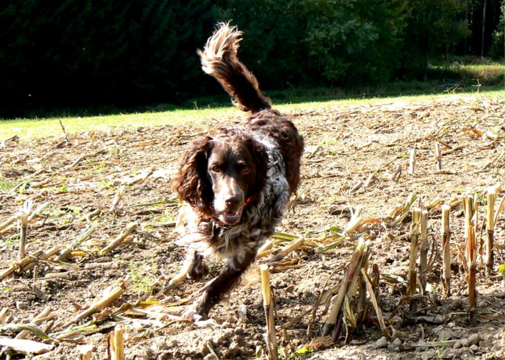 Cane3