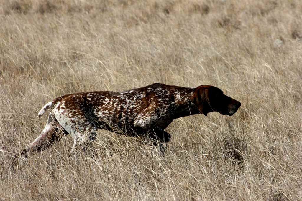 Cane5