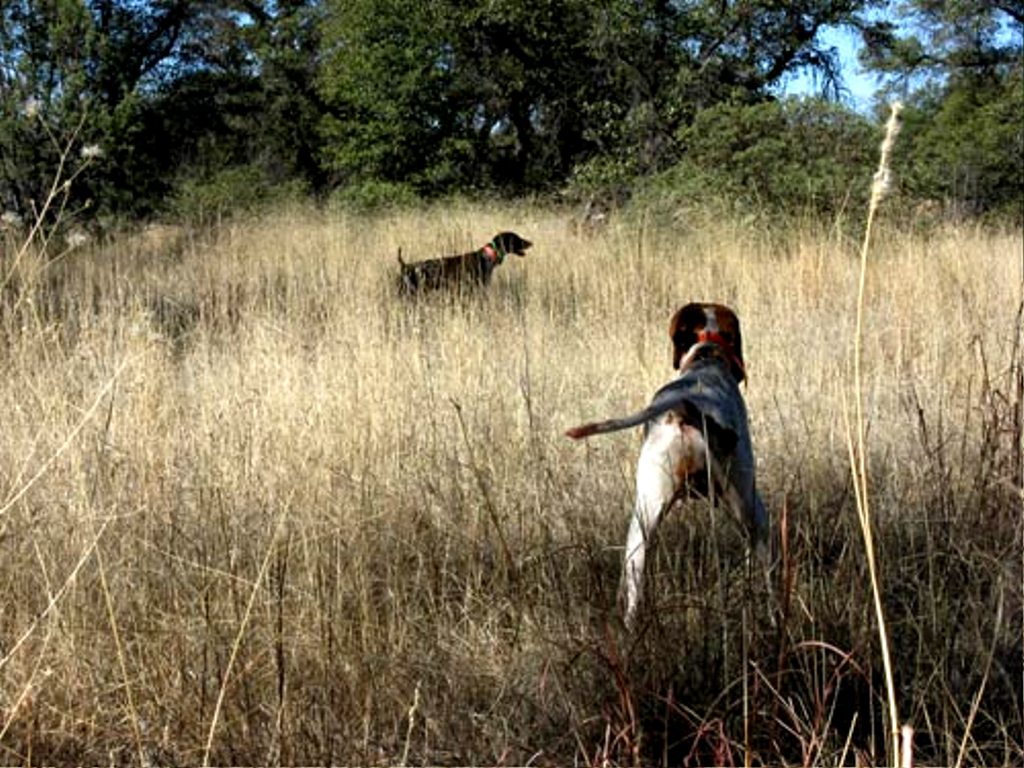 Cane8