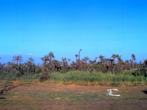 I palmeti di Marrakech..pochi chilometri all'arrivo in stazione