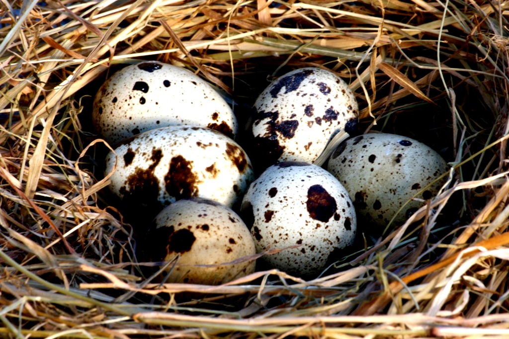 quail-eggs2