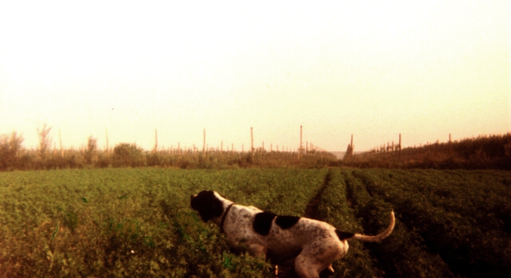 POINTER RIVAZZA 5- ATREO FERMA