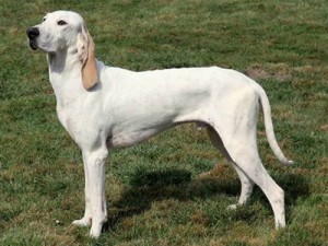 Porcelaine