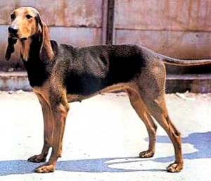 segugio italiano 2