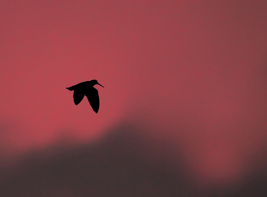 beccaccia tramonto