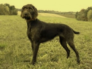 Frida 6