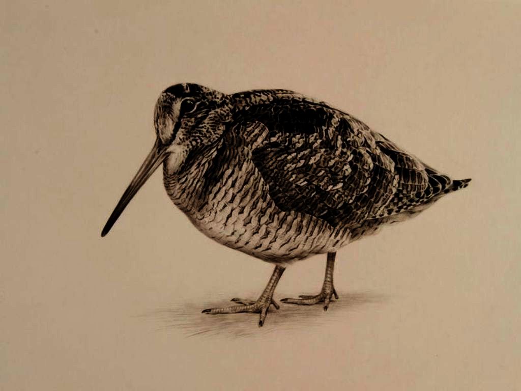 disegno beccaccia 2