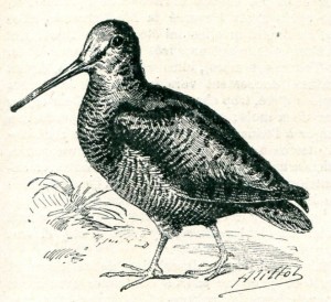 B005