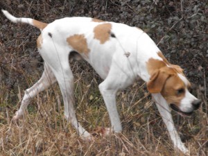 CANI E CACCIA (7)