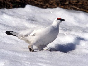 pernice bianca