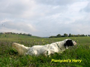 Pianigiani's Harry