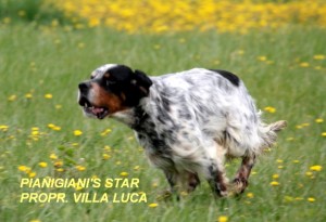 Star