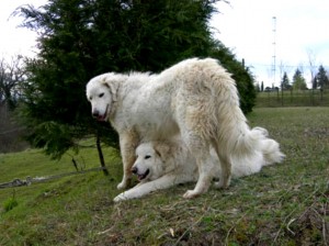 E' un cane di grande taglia , imponente e fortemente costruito .Di aspetto rustico ma distinto , presenta uno sviluppo della sua struttura in senso rettangolare , ossia con la lunghezza un po’ superiore all'altezza al garrese. Vi è un notevole grado di dimorfismo sessuale che si evidenzia in una buona differenza di taglia tra maschi e femmine: i maschi hanno un'altezza da 65 a 73 cm ed un peso fra i 35 e i 45 kg, mentre le femmine vanno da 60 a 68 cm ed hanno un peso non superiore ai 40 kg. I maschi adulti inoltre sono dotati di un evidente carattere sessuale secondario, ossia un folto collare di pelo che ricorda un po’ la criniera leonina e che svolge un'importante funzione protettiva sia nel caso di un attacco di predatori sia durante le lotte per la supremazia gerarchica. Il manto sarò bianco, abbondante, e potranno essere ammesse solo leggere sfumature arancio o isabella nella zona delle orecchie. La tessitura sarà un po’ ruvida al tatto e solo leggermente ondulata. Sul muso sul cranio e sulle orecchie il pelo deve essere corto, così come sulla parte anteriore degli arti. La coda deve essere abbastanza lunga , e portata leggermente pendente a riposo ma alta e ricurva sulla linea dorsale, in fase d'eccitazione. Dovrà inoltre essere dotata di pelo abbondante e folto. Una curiosità dello standard riguarda l'aspetto della testa , che a guardarla deve dare l'impressione di quella dell'orso bianco. Infatti spiccherà la forma conica , le orecchie piccole rispetto alla mole del cane , ed il tartufo nero e ben pigmentato. Il movimento deve essere sciolto ed agile, con un passo lungo ed un trotto ampio come si conviene ad un cane che, in ragione del duro compito da svolgere deve razionalizzare il più possibile gli sforzi parassitari . 