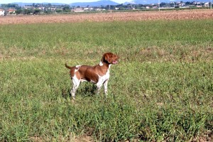 LA PAROLA A GIULIO COLOMBO Il grande cinofilo milanese, nel suo mirabile ed ormai introvabile “Cosa è, cosa fa il cane da ferma”, descrive da par suo le caratteristiche che dovrebbe avere il cane da quaglie. Ascoltiamolo un pò: “A quaglie non vi occorre soggetto eccessivamente veloce ma resistente alla guazza e alla canicola agostana, che sopporti la sete ed abbia occhi con palpebre ben conformate che mascherino le congiuntive, ricetto di semi e fomite di infiammazioni.....Piede con buona suola che non si screpoli al contatto col suolo riarso. Dente dolce al riporto delle grasse e unte pasturone e degli invitanti quagliotti. Obbediente, calmo, resistente....Dote precipua di redditizio scovatore è il perseguirla fino a forzarla a levarsi, non prima però che il cacciatore gli sia prossimo e preparato.” Come si vede, Colombo ha tracciato l'identikit di un cane utile a caccia. Utile sempre, in ogni occasione e su qualsiasi selvatico, anche uno diametralmente opposto alla quaglia quale potrebbe essere il beccaccino, come egli stesso conferma : “A la guerre comme a la guerre, se cercate quaglie non sono beccaccini; ho però visto ottimi cani comportarsi egregiamente su entrambi i selvatici, e in modo acconcio.” Credo che qualsiasi commento sarebbe una superflua, irriverente aggiunta. 