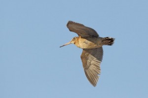 beccaccia volo