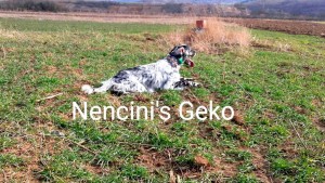 Nencini,s Geko